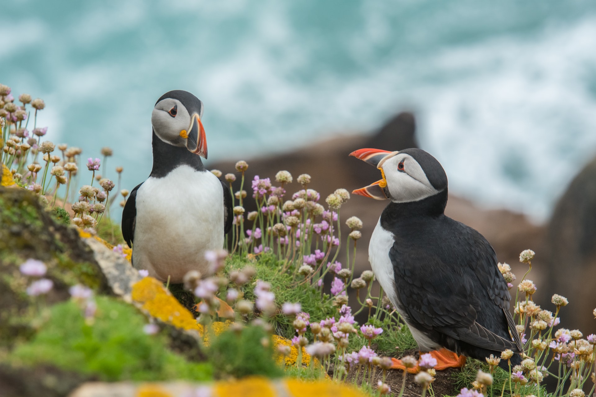Images of birds(Puffins)in Ireland